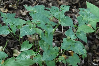 Viola acuminata, photographed by Nina Filippova