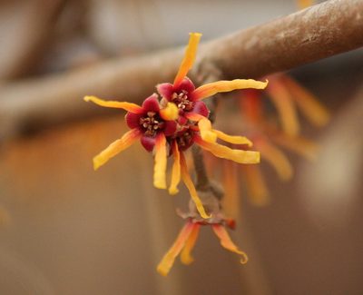 Hamamelis vernalis, photographed by mayfly1963