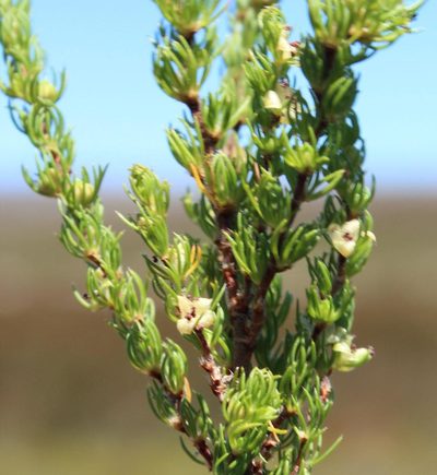 Cliffortia subsetacea, photographed by Tony Rebelo