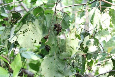 Alnus hirsuta, photographed by Nina Filippova