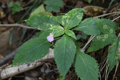 Impatiens furcillata, photographed by Nina Filippova