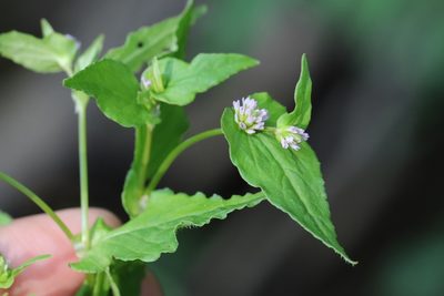 Persicaria nepalensis, photographed by Nina Filippova