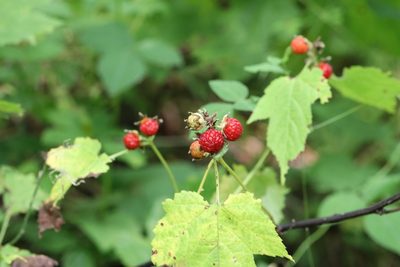 Rubus crataegifolius, photographed by Nina Filippova
