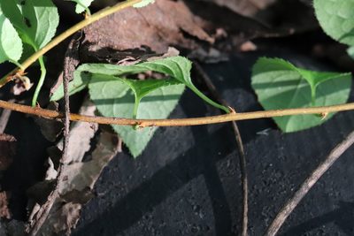 Celastrus flagellaris, photographed by Nina Filippova