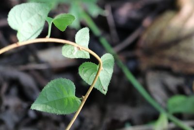 Celastrus flagellaris, photographed by Nina Filippova