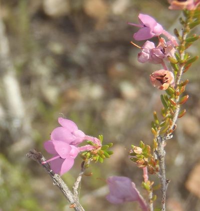 Erica newdigateae, photographed by Nicola van Berkel