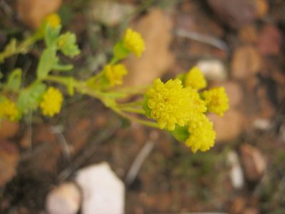 Hertia kraussii, photographed by Di Turner