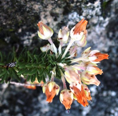 Erica calcareophila, photographed by Tony Rebelo