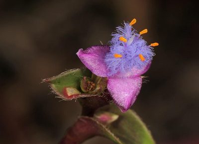 Cyanotis lapidosa, photographed by Wynand Uys