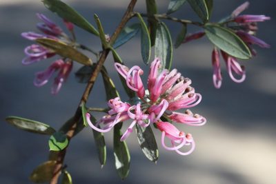 Grevillea sericea, photographed by tobyyy