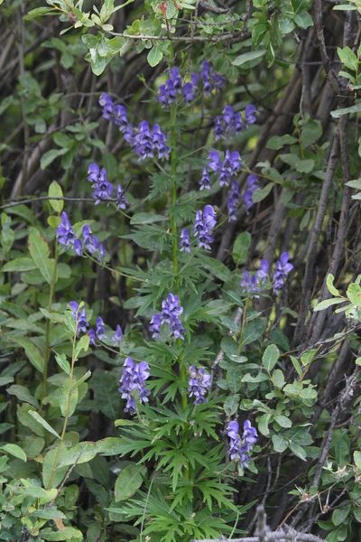 Aconitum baicalense, photographed by Юлия