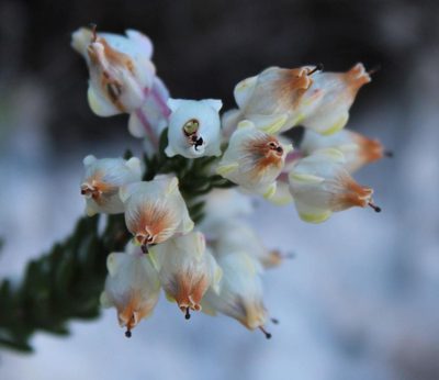 Erica calcareophila, photographed by Tony Rebelo