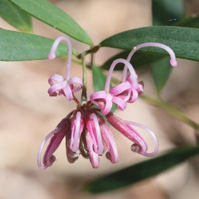 Grevillea sericea, photographed by tobyyy
