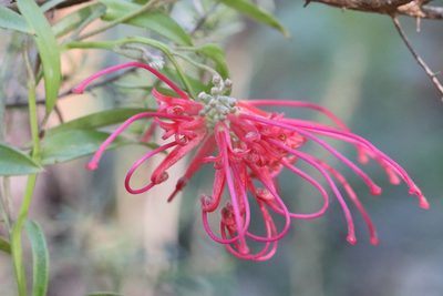 Grevillea speciosa, photographed by tobyyy