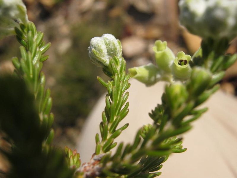 Erica mallotocalyx, photographed by Di Turner