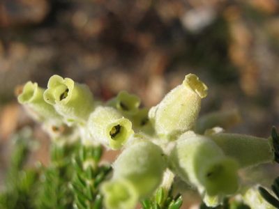 Erica mallotocalyx, photographed by Di Turner