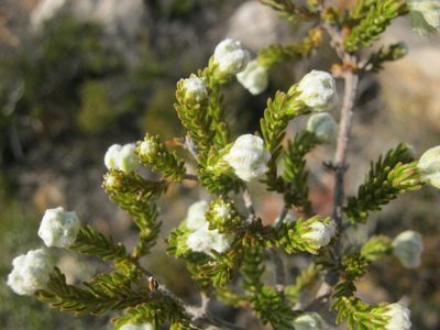 Erica mallotocalyx, photographed by Di Turner