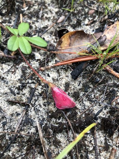 Tephrosia chrysophylla, photographed by Will McFarland