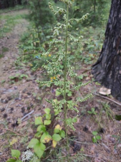 Artemisia commutata, photographed by Юлия