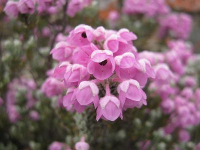 Erica passerina, photographed by Di Turner