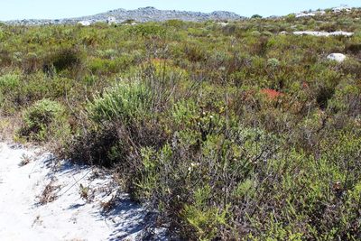 Roella amplexicaulis, photographed by Tony Rebelo