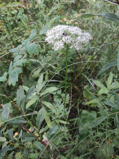 Seseli condensatum, photographed by Юлия