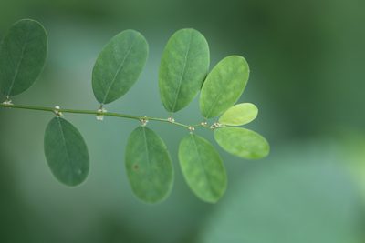 Phyllanthus caroliniensis, photographed by Andy Jordan