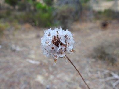 Armeria macrophylla, photographed by Duarte Frade