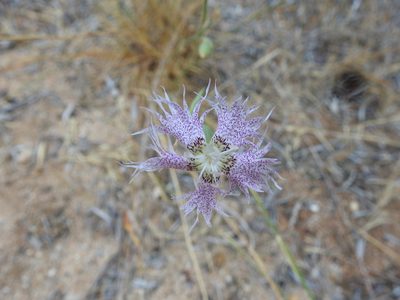 Dianthus broteri, photographed by Duarte Frade