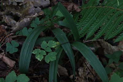 Carex siderosticta, photographed by Nina Filippova