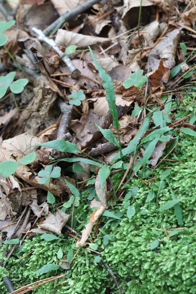 Asplenium ruprechtii, photographed by Nina Filippova