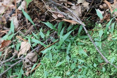 Asplenium ruprechtii, photographed by Nina Filippova