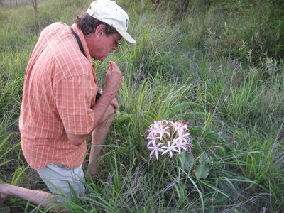 Crinum buphanoides, photographed by Caroline Voget