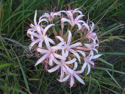 Crinum buphanoides, photographed by Caroline Voget