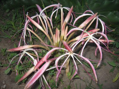Crinum buphanoides, photographed by Caroline Voget