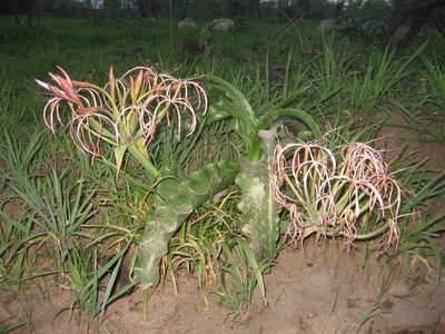 Crinum buphanoides, photographed by Caroline Voget
