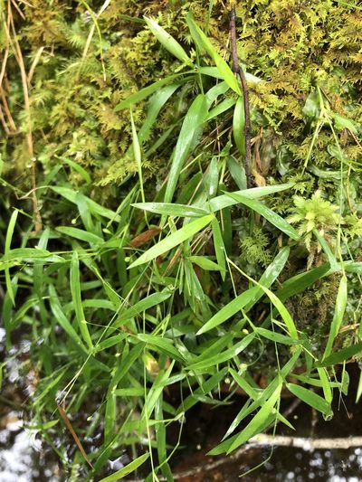 Dichanthelium lucidum, photographed by Will McFarland