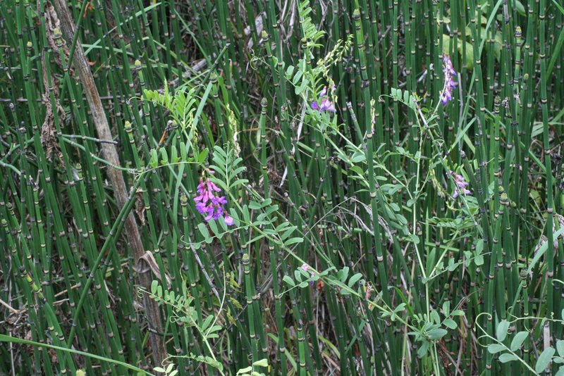 Vicia amoena, photographed by Oleg Kosterin