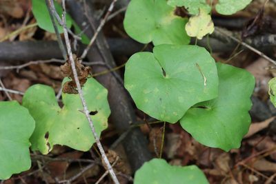 Plagiorhegma dubium, photographed by Nina Filippova