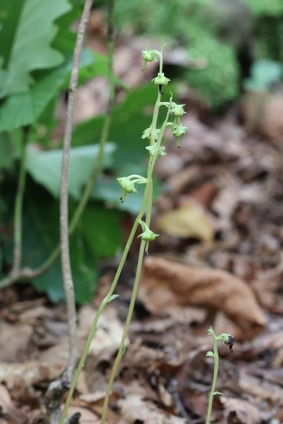 Pyrola japonica, photographed by Nina Filippova