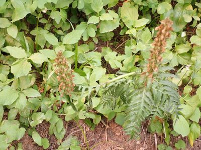Pedicularis bracteosa, photographed by John Brew