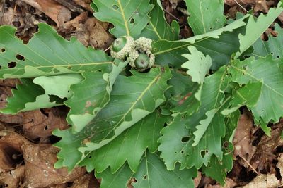 Quercus mongolica, photographed by Nina Filippova