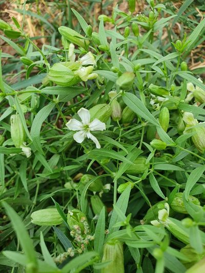 Silene procumbens, photographed by Анна Митрошенкова