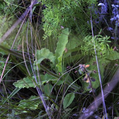 Senecio erubescens, photographed by Tony Rebelo