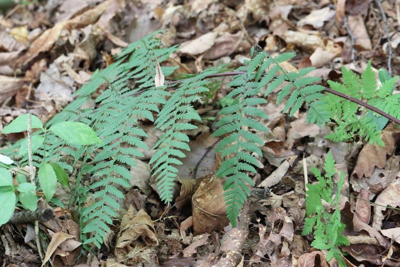 Athyrium rubripes, photographed by Nina Filippova