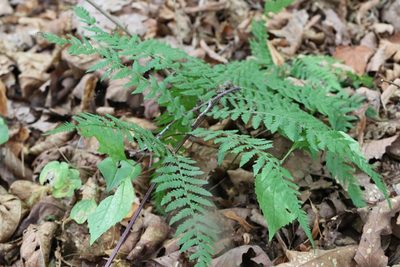 Athyrium rubripes, photographed by Nina Filippova