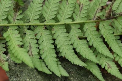 Athyrium rubripes, photographed by Nina Filippova