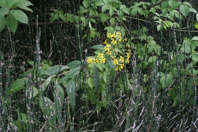 Senecio nemorensis, photographed by Oleg Kosterin