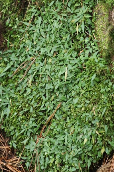 Asplenium ruprechtii, photographed by Nina Filippova