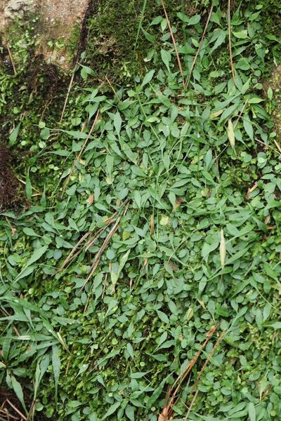 Asplenium ruprechtii, photographed by Nina Filippova